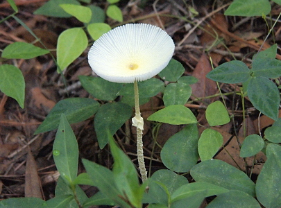 [White, slightly concave crinkled circle atop a thin, leafless stem growing from the ground.]